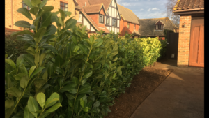 Bushes planted as a hedge in a residential property
