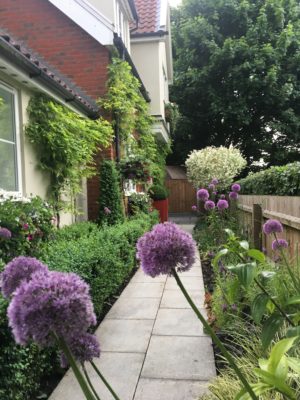 garden path surrounded by plants either side