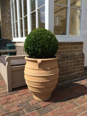 small bush in plant pot
