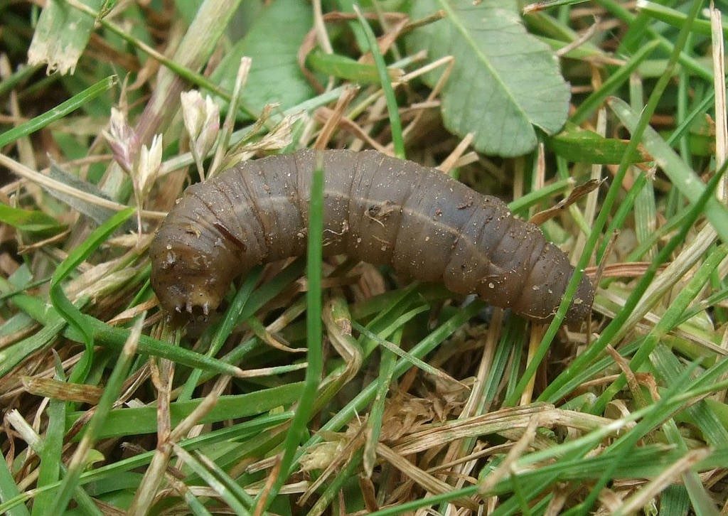 lawn pest control suffolk