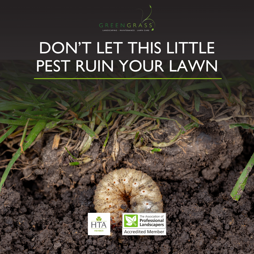 Don't let this little pest ruin your lawn