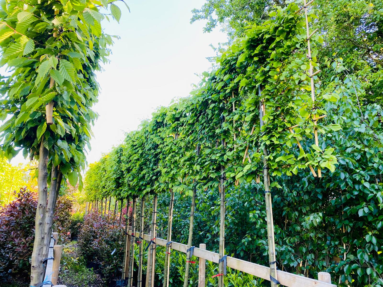 Pleached Hornbeam with 120cm x 120cm frame