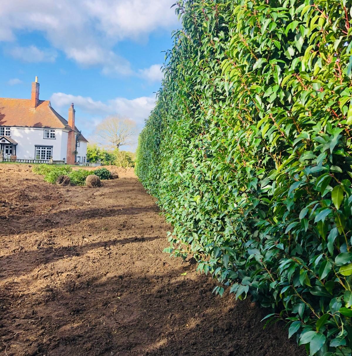Hedging planted and maintained by Greengrass