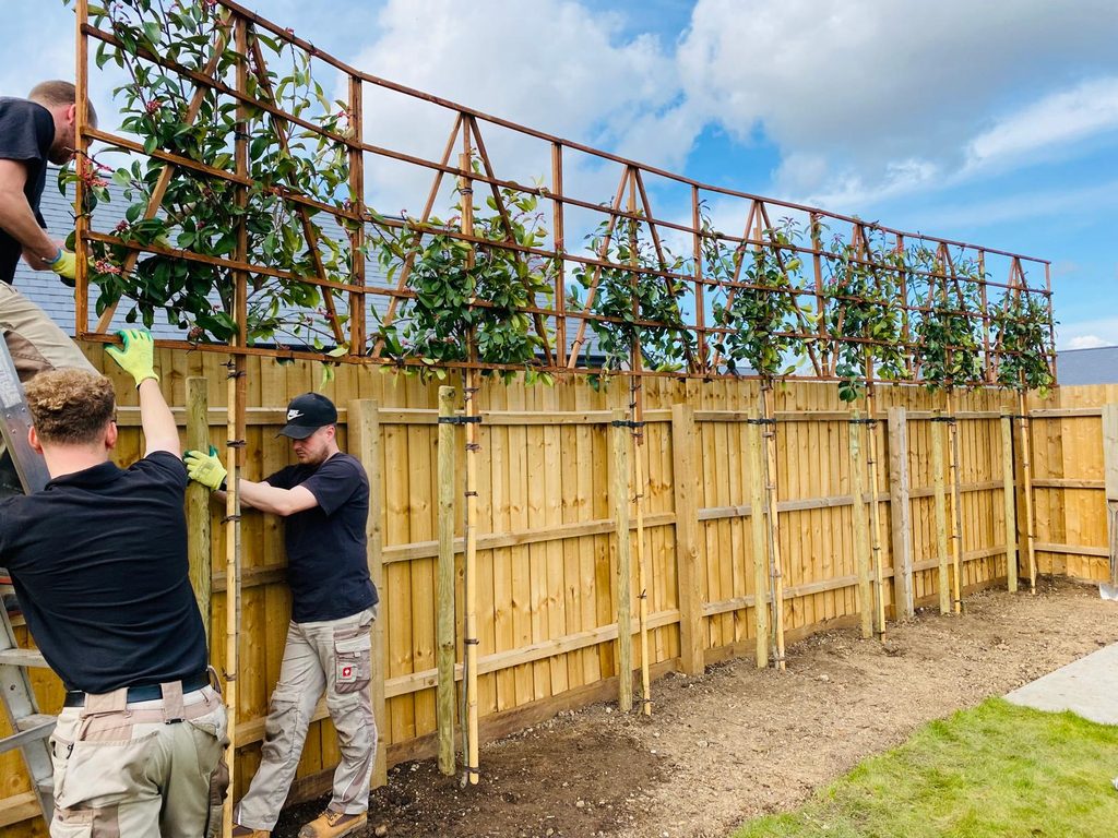 Pleached Tree installation by Greengrass