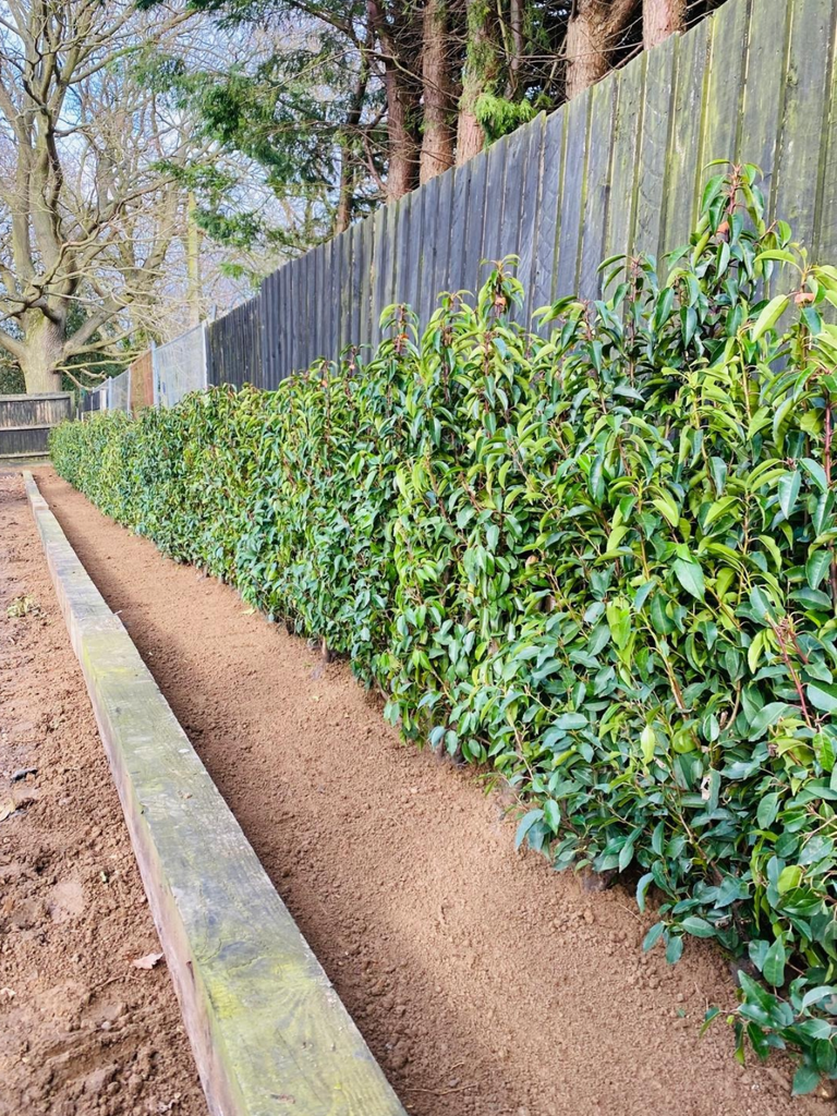 Root ball hedge planting and edging installed by Greengrass